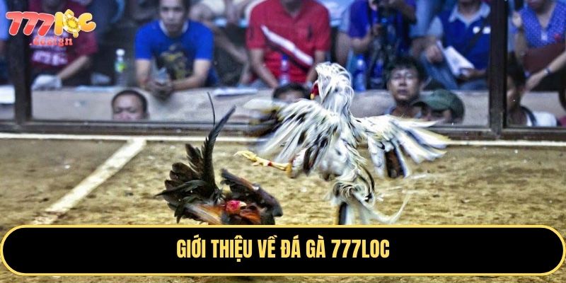 Đá Gà 777Loc - Sân Chơi Cá Cược Hấp Dẫn Không Thể Bỏ Lỡ 1 Đá gà 777Loc – Sân chơi cá cược kịch tính dành cho đam mê